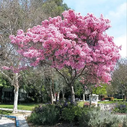 best  Most Beautiful Pink Flowering Trees in Florida