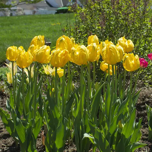 Stunning Yellow Tulips Varieties to Grow in backyard