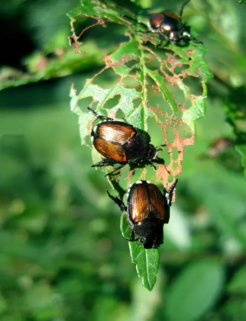 Types of Common Pests 9
