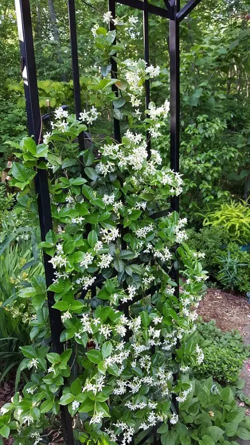 Rapidly Expanding Vines and Creepers
