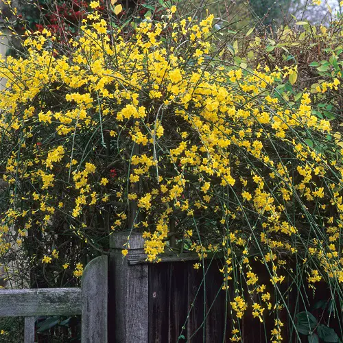 Chocolate Jasmine Flowering Vines