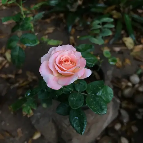 jilly jewel Rose Varieties for Containers
