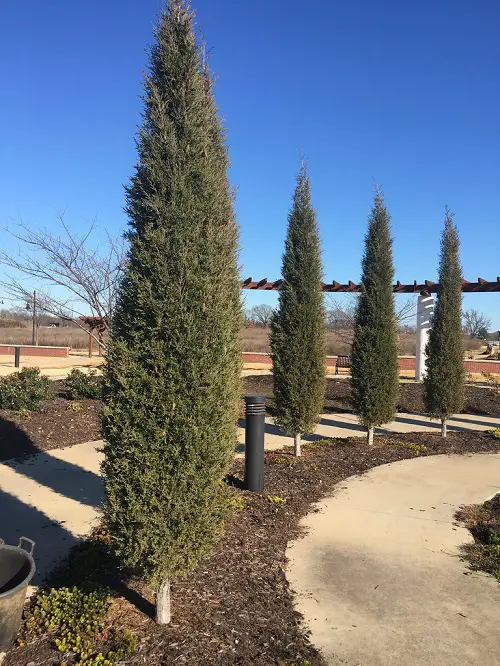 beautiful lovely Trees to Cut Down on Pollution