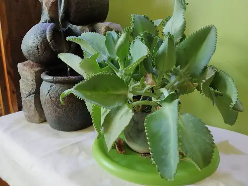 The Best Plants to Grow in a Basement with Minimal Light1