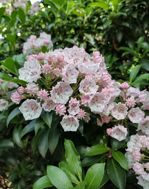 Gorgeous Blooms accompanied by white bells 1