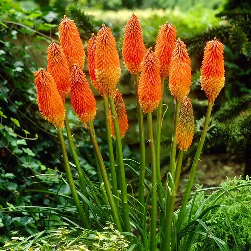 The top 25 perennials that bloom orange 1