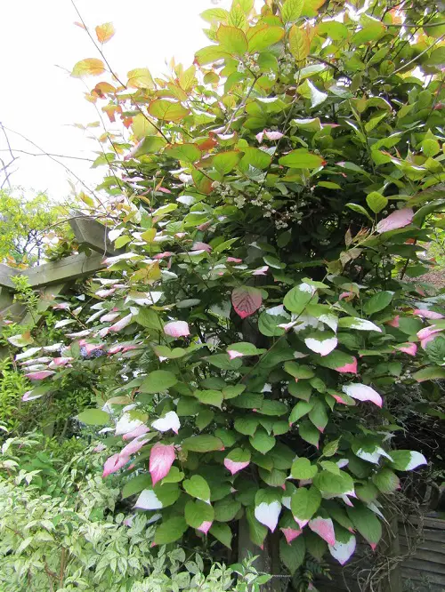 Kiwi Vine Flowering Vines