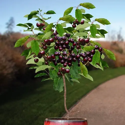top Optimal Cherry Variety for Pot Growing 