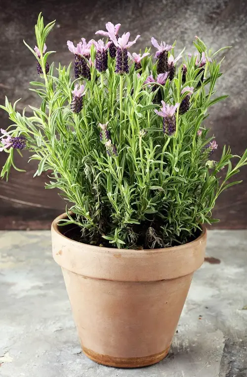 The Best Blossoms to Grow from Cuttings