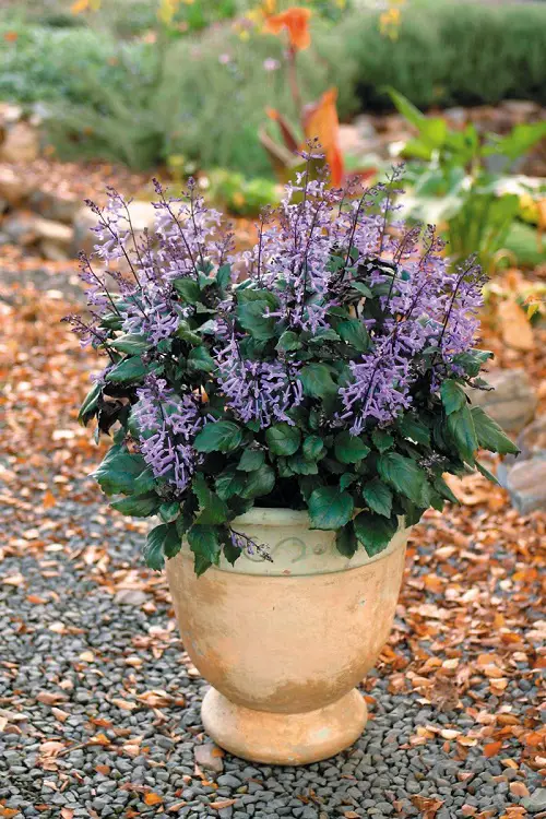 lavender Plants to Grow in Home and Garden