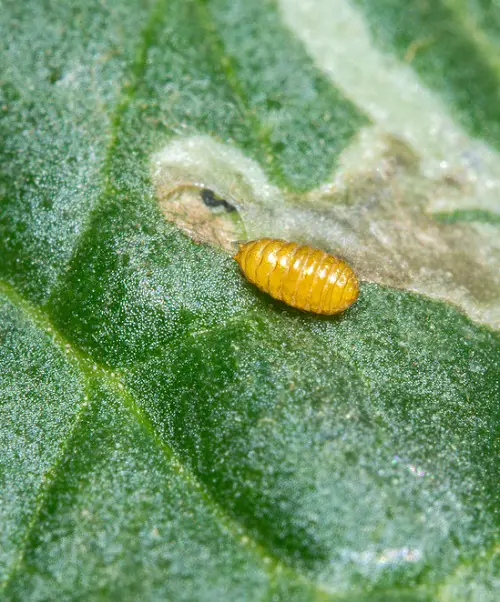 Categories of Typical Pests Your Garden 