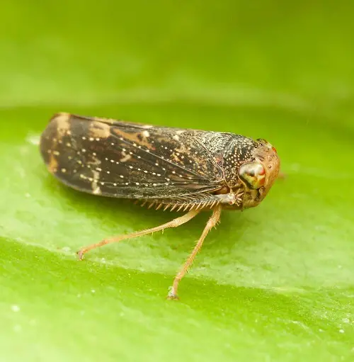 Types of Frequently Pests in Your Garden