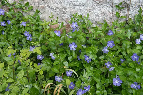 beautiful Best Baby Blue Flowers