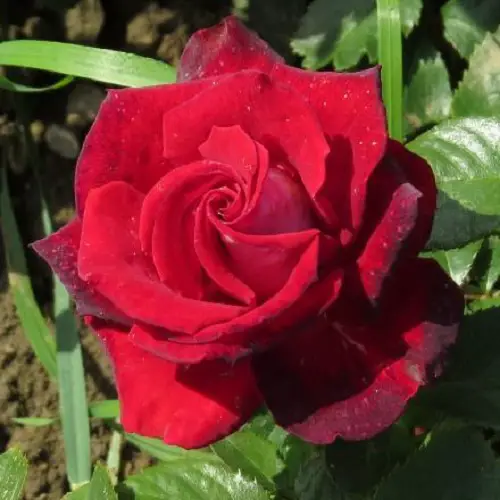 liberty bell Rose Varieties for Containers