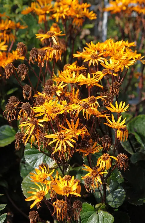 The top 25 perennials with orange flowers 