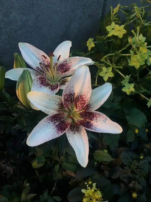 Asiatic Lily Flowers with Black Center