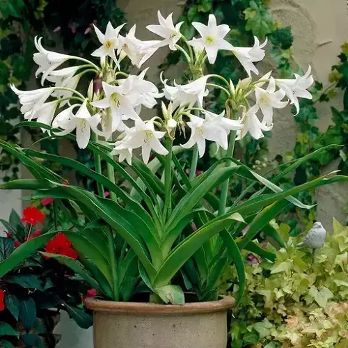 Gorgeous Blossoms with White Bells