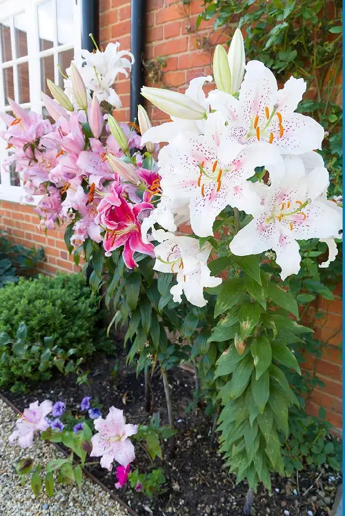The Most Delicious Pink and White Flowers