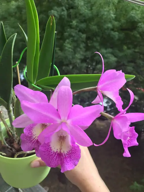 The Best Pink and White mermaid Flowers
