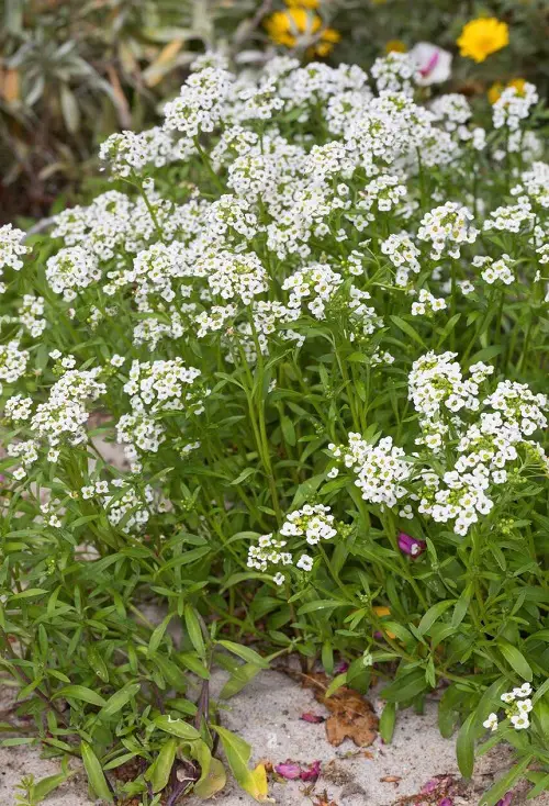 sweet alyssum Spring Flower