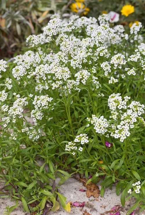 Flowers that Grow Quickly from Seeds4
