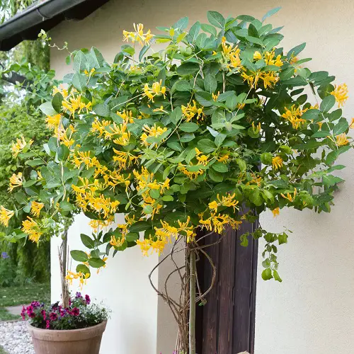 The Greatest Flowers to Grow from Cuttings