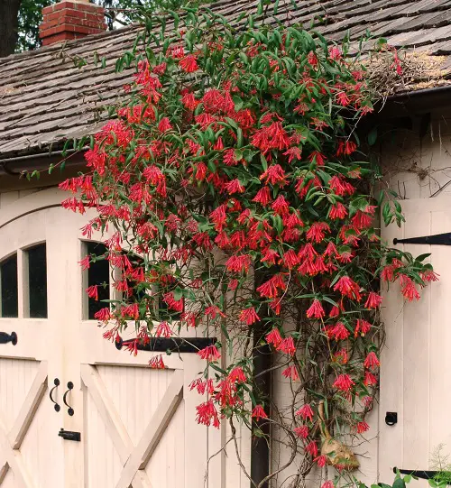 Coral Honeysuckle Flowering Vines