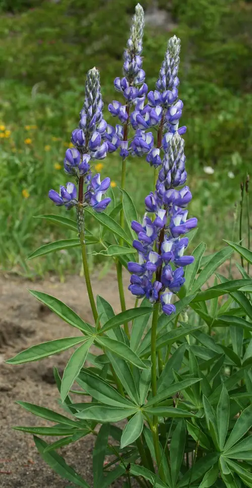 lupine Spring Flowers