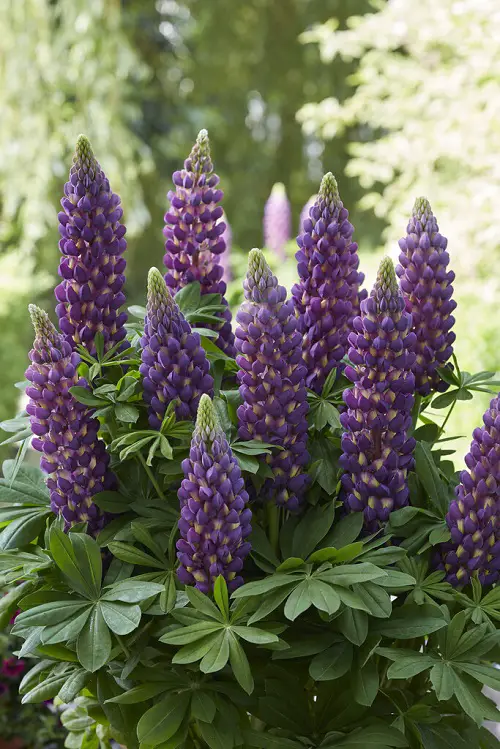 Plants with purple and yellow flowers 2