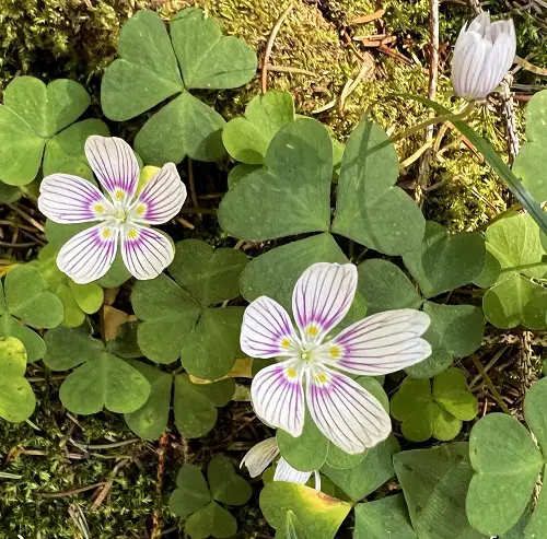 Mountain Woodsorrel plant Pink and White Flowers