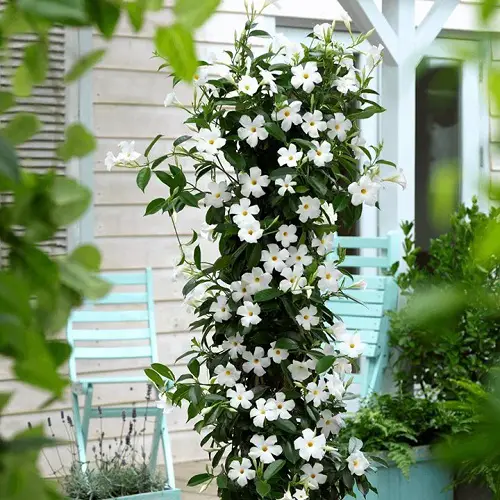 Fast Growing Creepers and Vines2