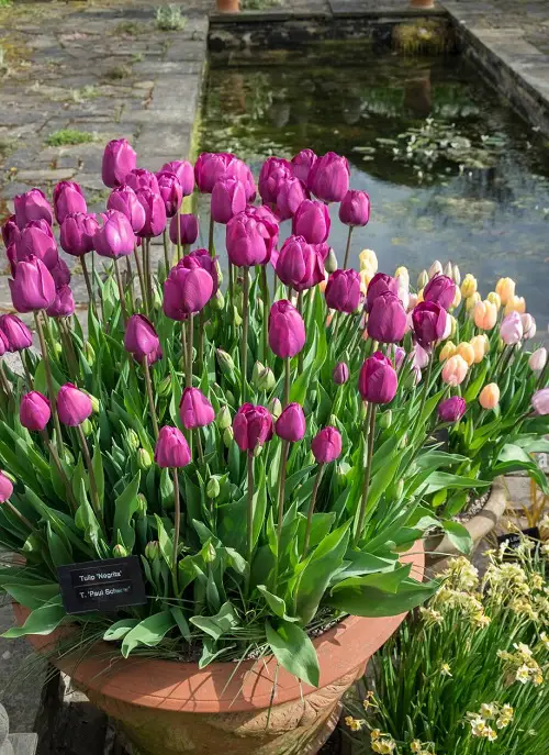 The Finest White and Pink Mariette Tulip 