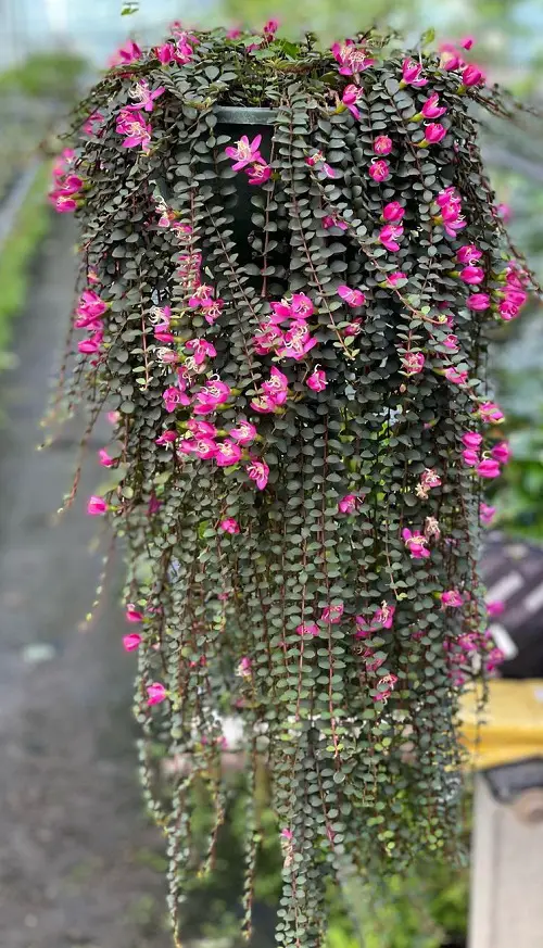 Other Medinilla Species