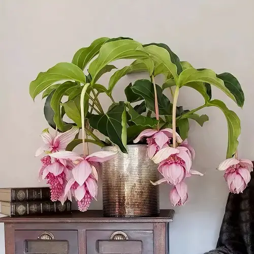 Everything About Medinilla Plant Care
