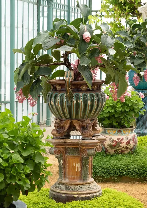 Medinilla Care