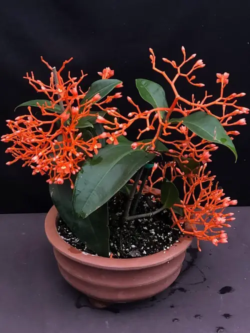 Medinilla sortechinii plant variety