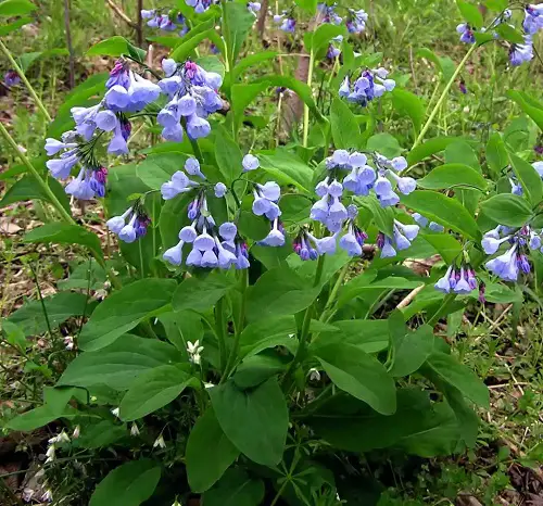 lovely native plants in Illinois garden 
