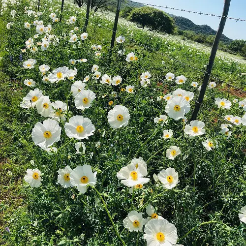 Mexican Prickly Poppy looks as Cup-Shaped Flowers