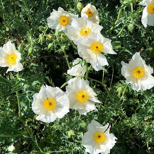 best Poppies-Resembling Flowers