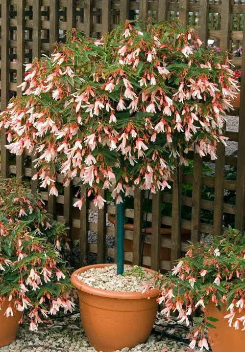 lovely varieties of begonias