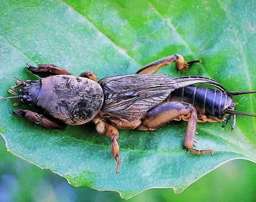 The categories of Garden Pests