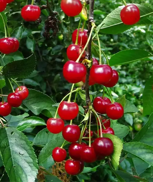 Best Cherries to Plant in Pots 