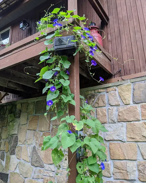 Use the Home for morning glory trellis idea