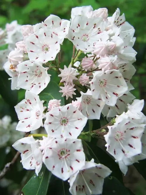Typical Poisonous Flowers