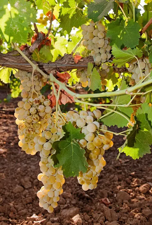 Edible Vines to Grow in garden