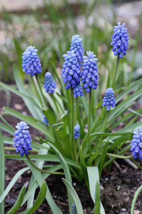 grape hyacinth Spring Flowers