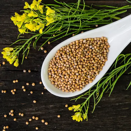 Thai Herbs and Spices 4