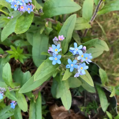 beautiful Best Spring Flowers