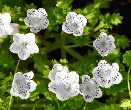 Snowstorm Flowers with Black Center