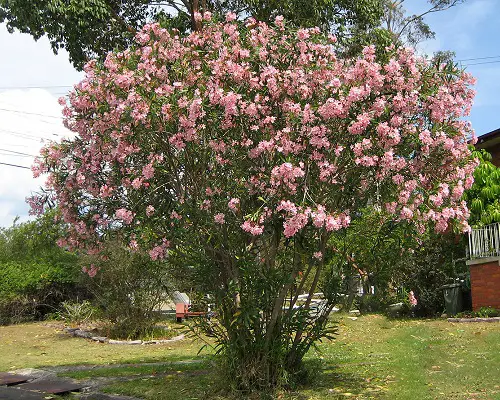 Florida's Most Gorgeous Pink Flowering Trees
